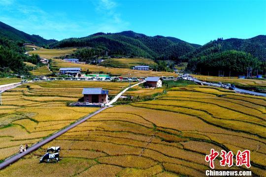 无人机航拍下的江西省赣州市崇义县高山梯田稻穗金黄。(资料图) 王盼琛 摄