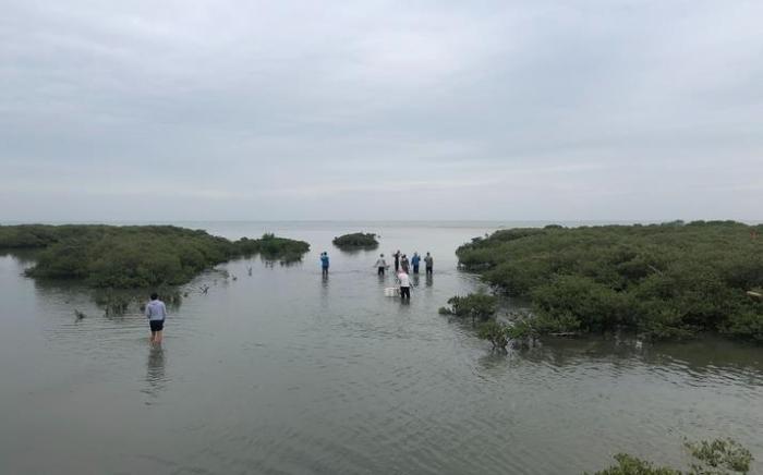 当地村民从红树林之间穿过，前去赶海。新京报记者 吴娇颖 摄