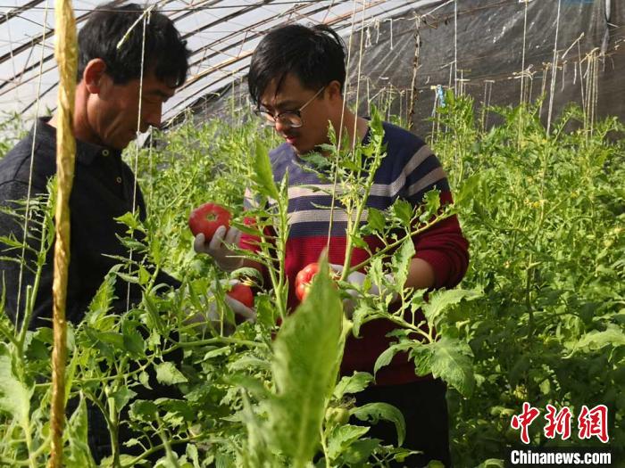 图为甘肃武威石羊河节水农业试验。(资料图) 南如卓玛 摄