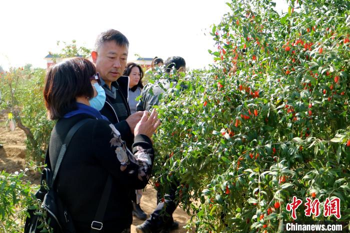 图为宁夏枸杞产业对接调研(资料图)。　石羽佳 摄