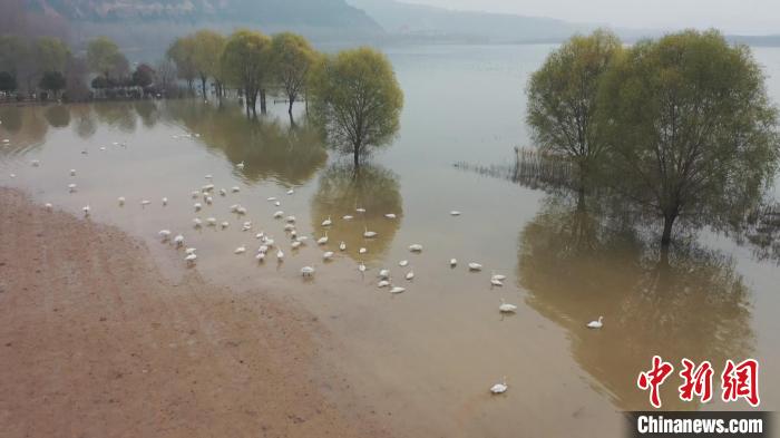 每年来山西平陆黄河湿地越冬栖息的大天鹅达4000余只。　刘文礼 摄