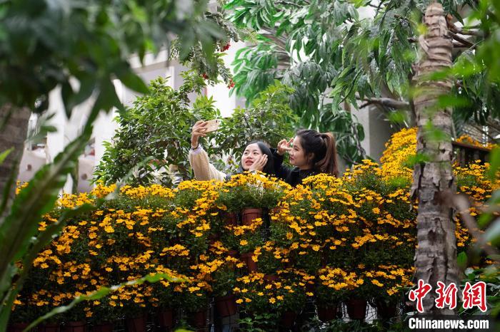 市民在菊花丛中自拍。　陈楚红 摄