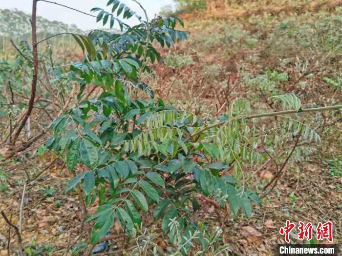 种植在山坡上的牛大力 李晓春 摄