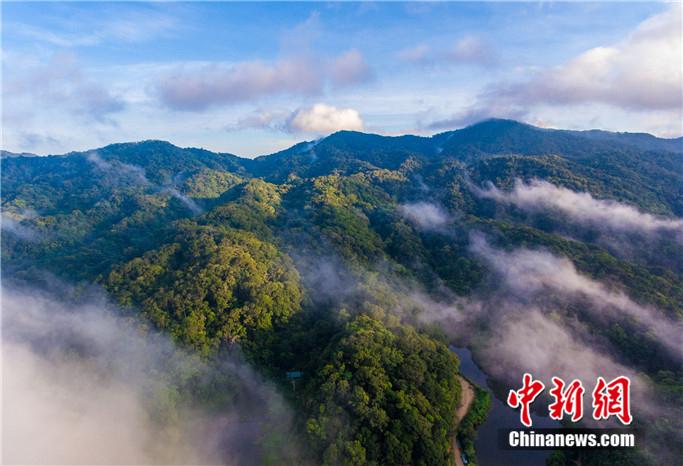 航拍海南热带雨林。　骆云飞 摄