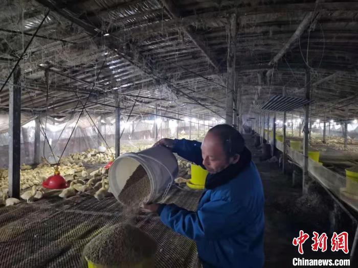 向阳村贫困户王豪在大棚里给鸭子喂食。　张强 摄