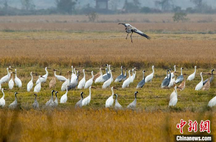 余干县康山垦殖场插旗分场，大量白鹤在稻田里栖息。　雷小勇 摄