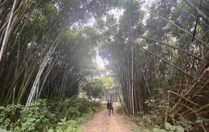 　从百香果收购点回家，杨林燕必经的竹林，杨某毅曾在此处潜伏守候。新京报记者魏芙蓉摄