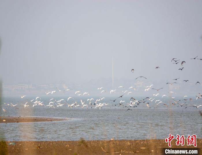 升金湖迎来最佳观鸟期。李永中 摄