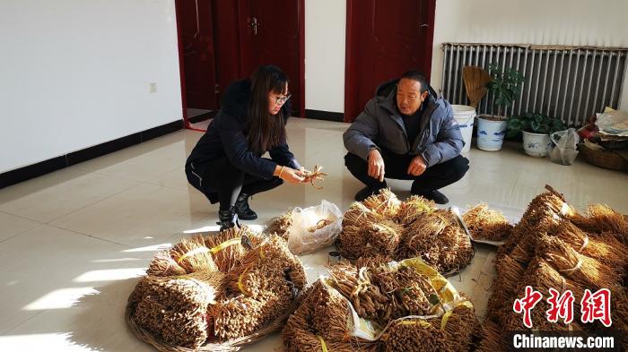 山西省平顺县岭后村在驻村工作队帮助下，发展中药材种植等林下经济，助村民稳固增收。山西省林业和草原局岭后村帮扶工作队供图