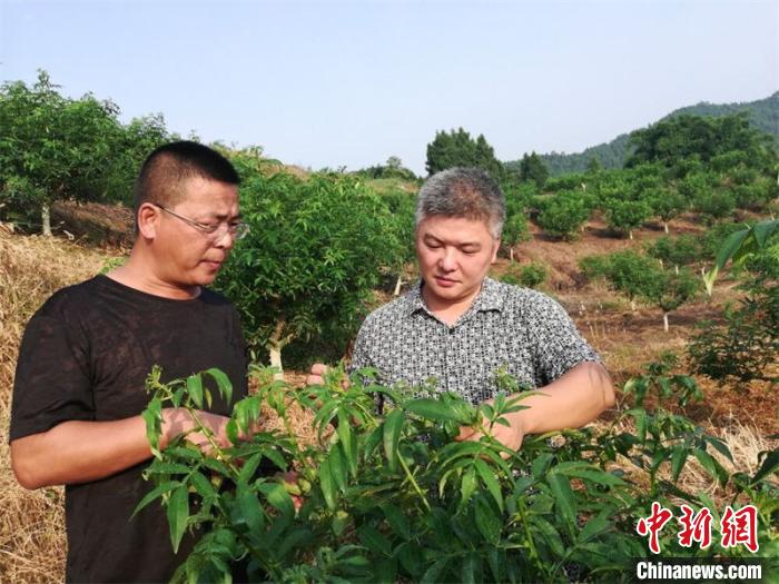 游坚强指导藤椒业主种植技术。(资料图片)