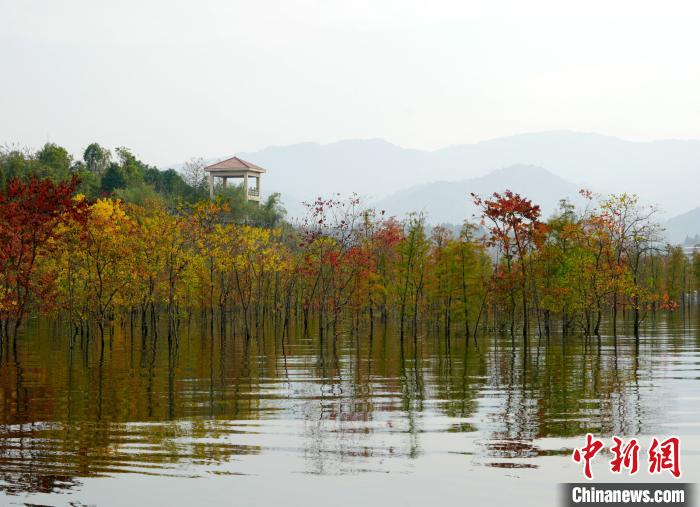 图为修复后冬季高水位期的重庆开州区汉丰湖北岸乌杨坝消落带“五彩林泽”。受访者供图