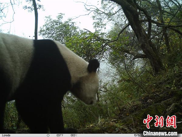 平武县高村乡福寿保护地红外相机拍摄到的野生大熊猫。平武县融媒体中心提供