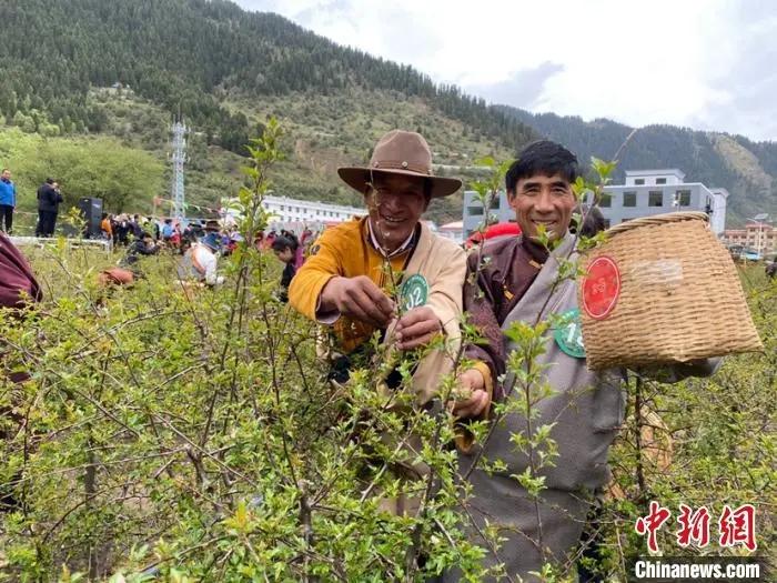 青海果洛当地农牧民进行藏雪茶采摘比赛 王剑辉 摄