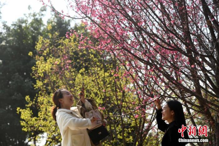 资料图：市民和樱花合影留念。 蒋雪林 摄