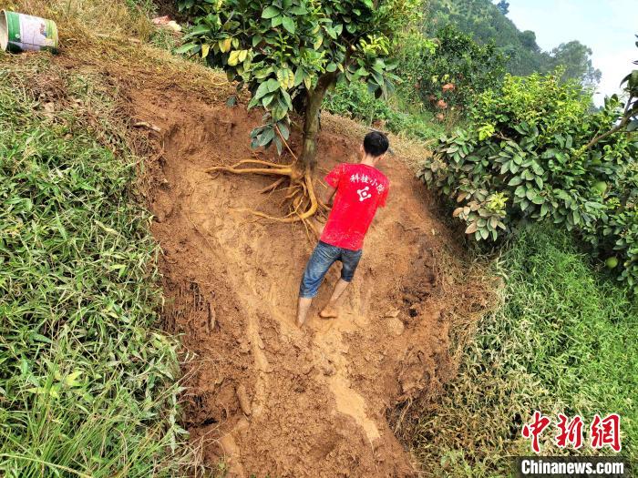 平和蜜柚科技小院的研究生测量根系。　受访者供图 