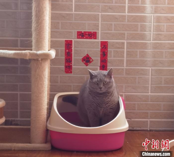 图为大喜蹲在猫砂里。　杨静 摄