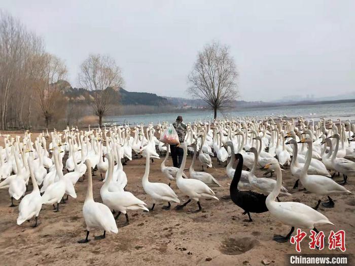 何建喜背着成袋的玉米粒走进觅食区，面向水面吹哨。杨佩佩 摄