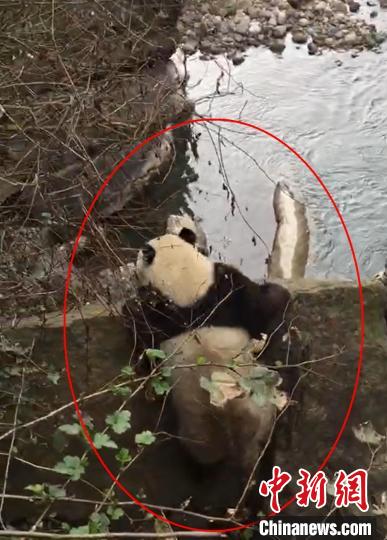 野生大熊猫下山过河 李家长 供图