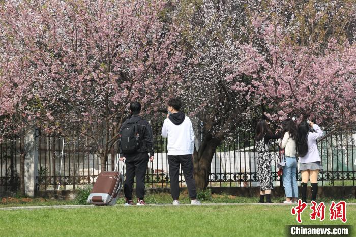 学生在早樱树下拍照打卡 张畅 摄