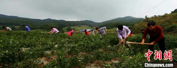 王宗华的合作社使部分贫困户实现家门口就业(资料图) 许慧 摄