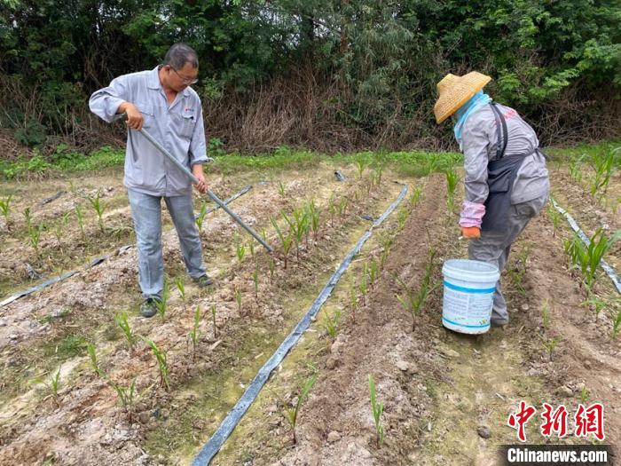 王威(左一)大年初一继续工作。吉林市农科院供图