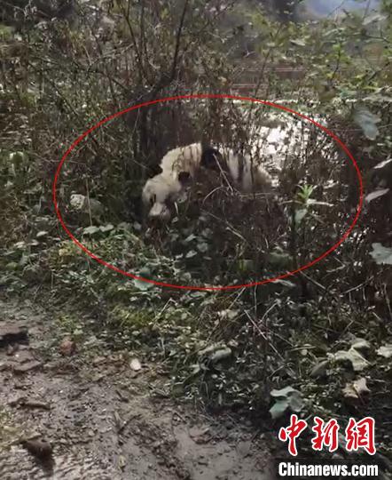 野生大熊猫下山过河 李家长 供图