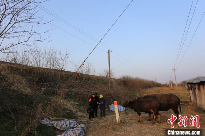 对沿线养牛户进行走访宣传 任宏亮 摄