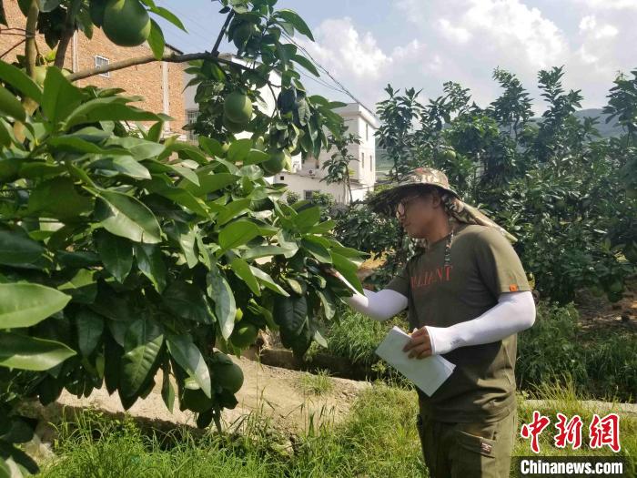 平和蜜柚科技小院的研究生研究挂果。　受访者供图 