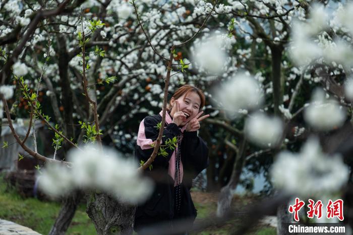 图为游客在李花林中拍照。　何蓬磊 摄