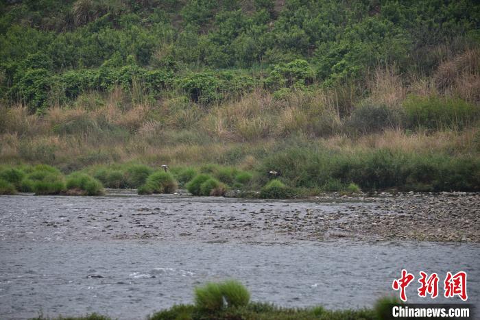 洛清江干流西岸电站河段河水清澈，绿树成荫。　王以照 摄