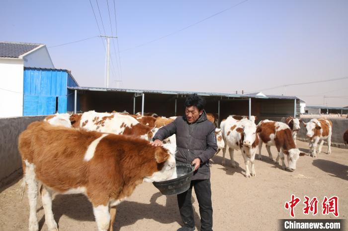 图为脱贫户包额尔敦仓正在给牛喂饲草料。　麦丽苏 摄