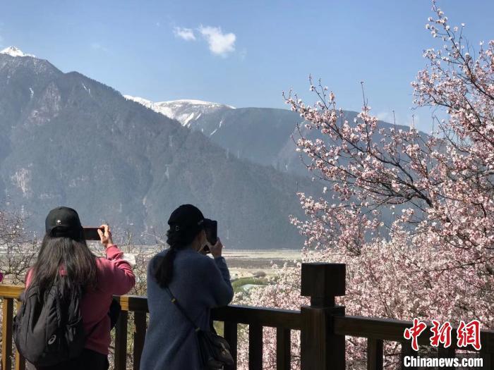 3月27日，2021西藏林芝第十九届桃花旅游文化节开幕，游客们拍下雪山下的桃花。　冉文娟　摄