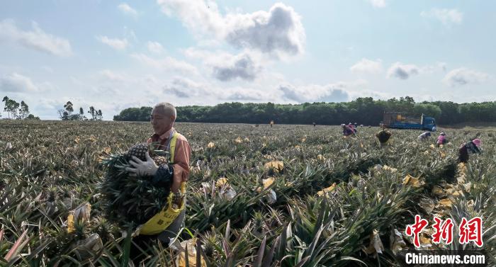 图为工人在海南省澄迈县卓越农联凤梨示范基地采摘凤梨。　尹海明 摄