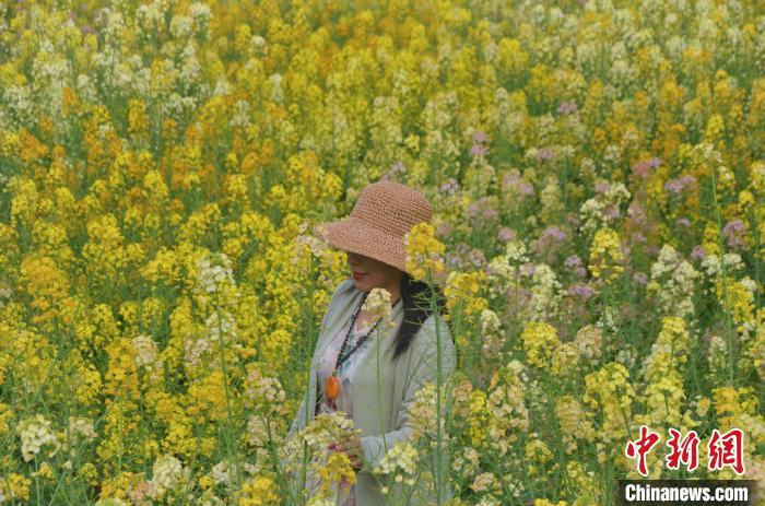 图为游客在彩色油菜花田中拍照留念。　王利华 摄