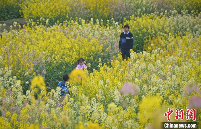 图为游客在田园牧歌内的彩色油菜花田中游玩。　王利华 摄