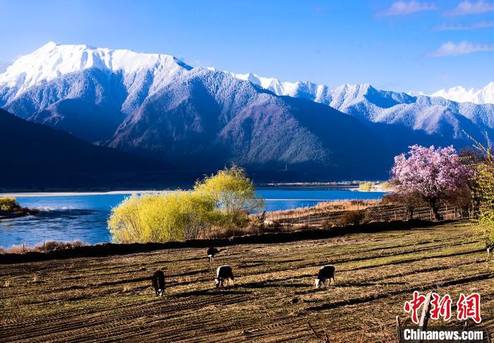 图为林芝尼洋河畔的春色。　西藏旅游供图 