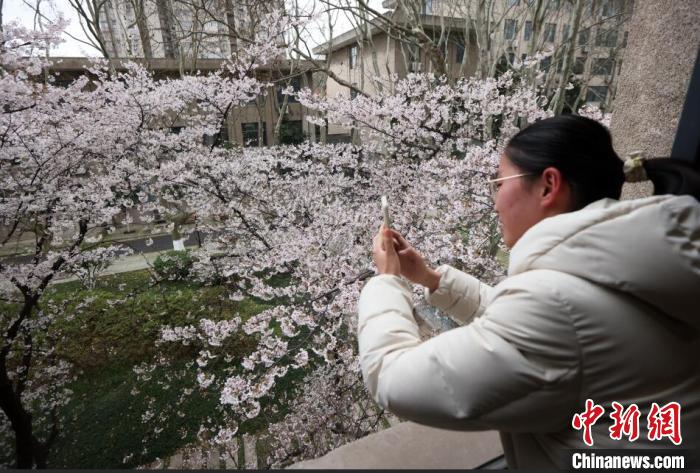 盛放的花枝如粉色的“云彩”在窗边“浮动”。　泱波 摄