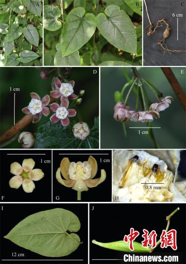 湖北豹药藤形态特征 中科院武汉植物园供图