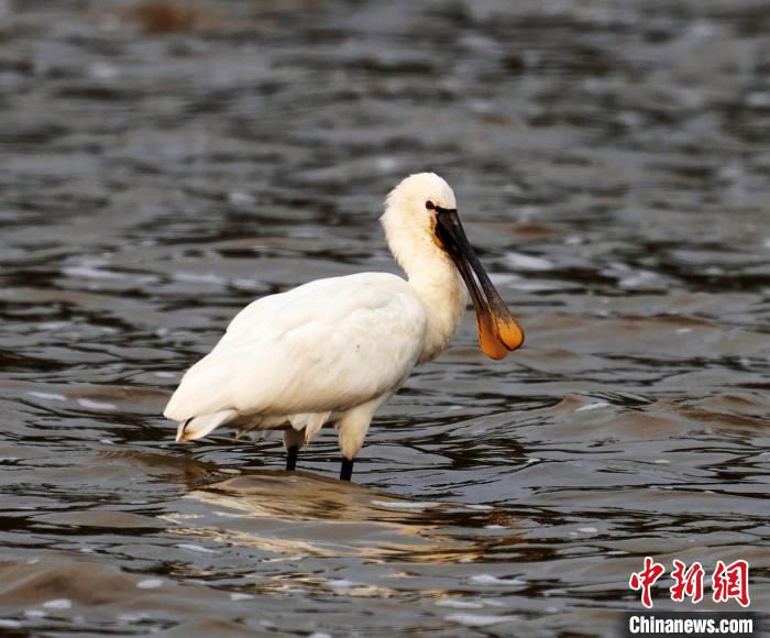 图为国家二级保护野生动物白脸琵鹭。　郑培銮 摄