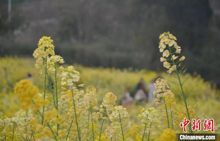 图为漫山遍野的油菜花。　王利华 摄