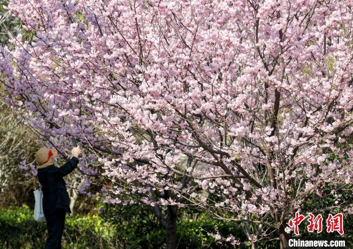 图为近日武汉大学的早樱相继开放(资料图) 张畅 摄