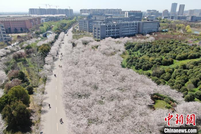 22日，航拍中国药科大学，校园内樱花烂漫。　泱波 摄