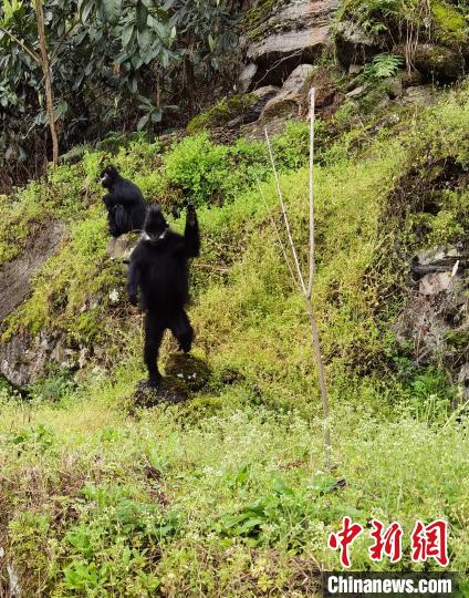 图为黑叶猴。　周燕玲 摄