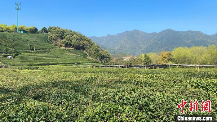 西湖龙井茶园。　钱晨菲 摄