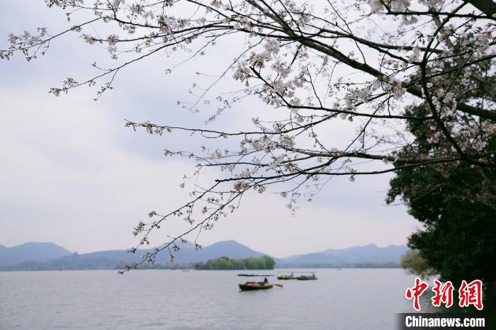 图为西湖风景名胜区孤山染井吉野樱。杭州市园林文物局绿化处供图