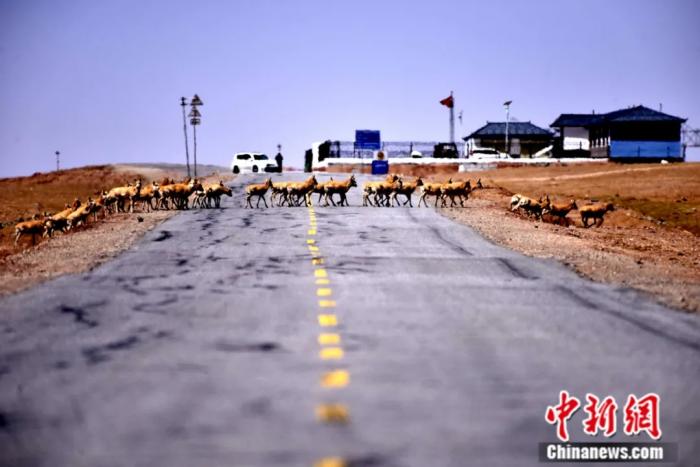 藏羚羊通过青藏公路。孙燕初摄