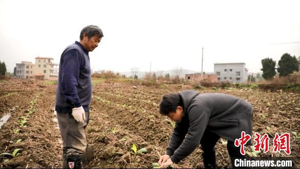 邓仕明正在田间指导农户。　肖亚湘 摄