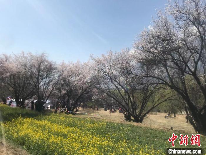 3月27日，2021西藏林芝第十九届桃花旅游文化节开幕。油菜花与桃花相映成趣。　冉文娟 摄