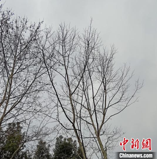 图为注药的梧桐树(右)和未注药的梧桐树(左)。杭州市园林文物局园林绿化处供图