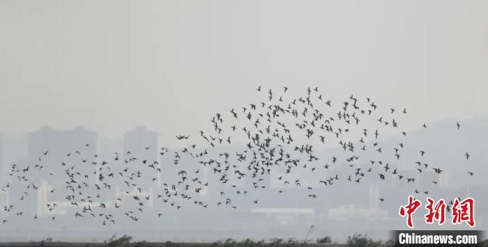 绿翅鸭群现身漩门湾湿地(资料图) 陈严雪 摄